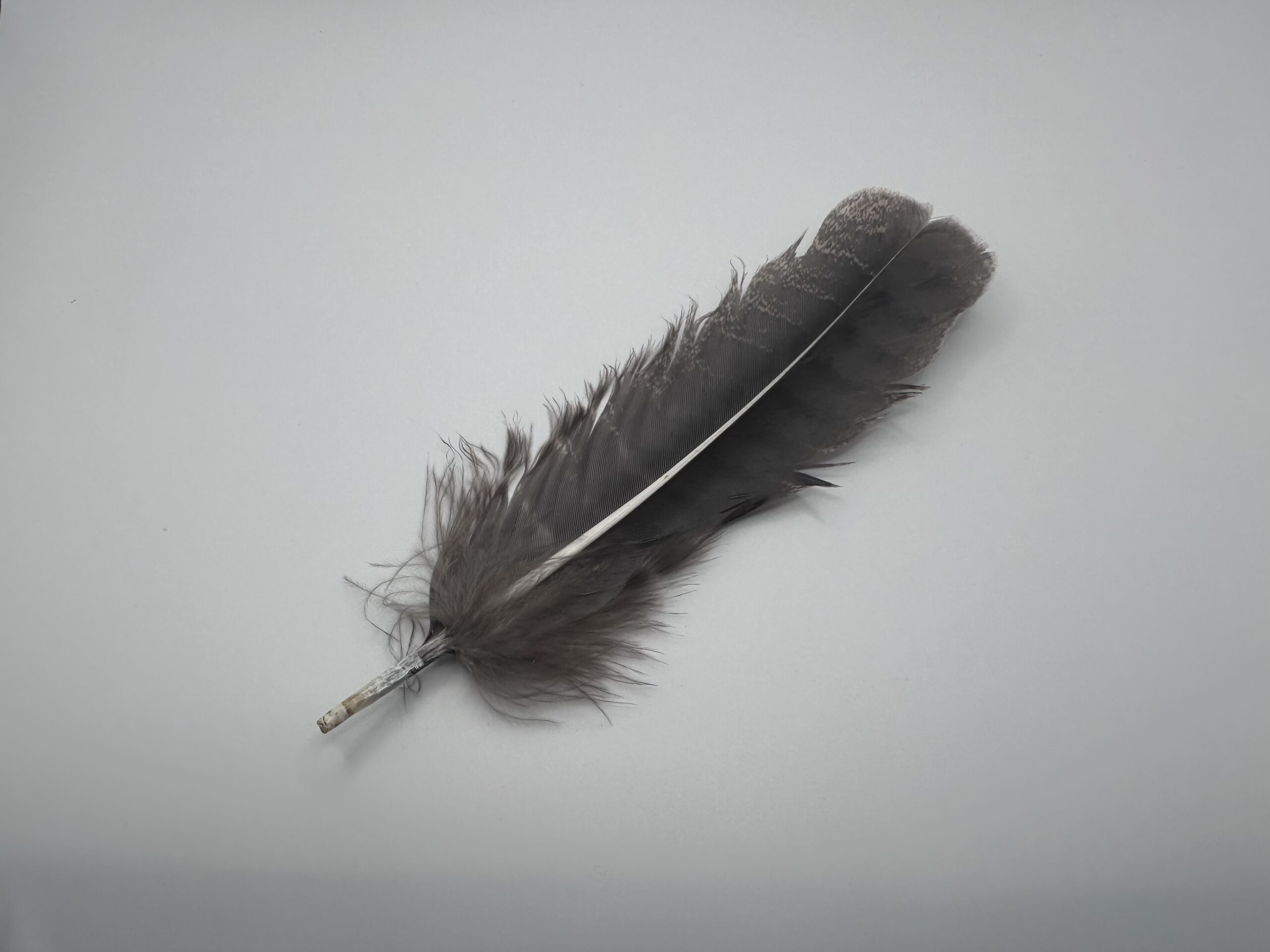 Ritual Feather